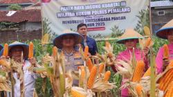 Panen Jagung di Randudongkal Pemalang, Dorong Ketahanan Pangan dan Swasembada Nasional