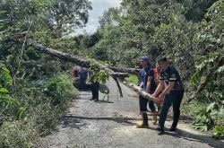 Pohon Karet Tumbang Melintang di Badan Jalan Dievakuasi Petugas Damkar Barito Selatan