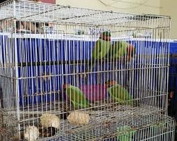 Polisi Gagalkan Perdagangan Satwa Dilindungi dan Ribuan Telur Penyu di Batam