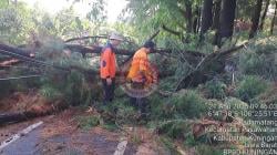 Pohon Pinus Tumbang Timpa Jalan Sempat Bikin Macet Arus Lalu Lintas