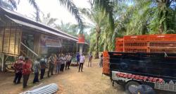 Wujudkan Kemandirian, Desa Arga Mulya  Fokus Kembangkan Peternakan  Ayam Petelur