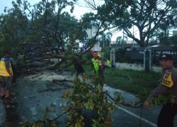 Hujan Deras Tumbangkan Pohon di Jalan Nasional Pidie Jaya Aceh, Polisi dan Warga Bergerak Cepat