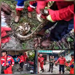 Ular Piton 3,5 Meter Masuk Permukiman dan Hendak Mangsa Ayam, Melawan Saat Dievakuasi Petugas Damkar