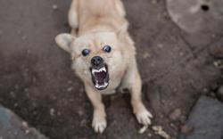9 Warga Pekanbaru Diserang Anjing Liar, Kini Dirawat  di Rumah Sakit