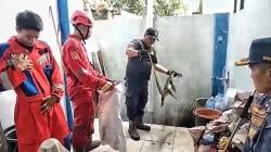 Biawak Hampir 2 Meter Berkeliaran di Tembok Perusahaan di Palangka Raya, Dievakuasi Damkar