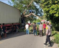 Pohon Tumbang Timpa Truk dan Lumpuhkan Jalan Nasional di Pidie Jaya, Polisi dan Warga Bergerak Cepat