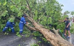 Angin Kencang Terjang Ciawigebang, Pohon Tumbang Tutup Jalan Raya Sempat Bikin Kemacetan