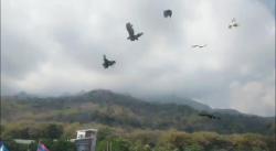 Tradisi Ayam Sap-Sap di Situbondo,  Warisan Leluhur yang Menghiasi Langit Pantai