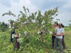 Perhutani KPH Purwodadi Ajak Pramuka dan LMDH Budidaya Jambu Kristal dan Alpukat di Lahan PUB