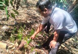 5 Pohon Sonokeling Dicuri OTK, Warga Bantul Lapor Polisi