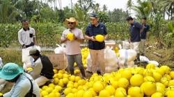 Panen Perdana, Tokoh Muda Cilangkahan H Imam Taufik Edukasi Petani Menanam Melon