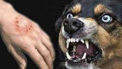 Wabup Mabar Yulianus Weng Tegas! Anjing dan Kucing Wajib Dikandangkan Mulai 1 September