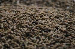 Kurangi Sampah Organik Lewat Budi Daya Maggot di Kota Tangerang Capai 15 Ton per Hari