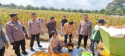 Gandeng Warga dan Pihak Swasta, Polres Inhu Gelar Panen Jagung Pipil