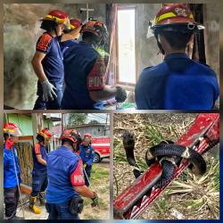 Damkar Barito Selatan Evakuasi Ular Kobra Berbisa dari Rumah Warga