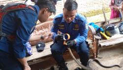 7 Personel Damkar Hadapi Seekor Ular Kobra Nyelonong Masuk ke Kamar Warga