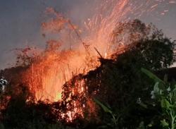Rumpun Bambu di Jombang Terbakar Hebat, Warga Panik Takut Api Menjalar ke Sekolah Dasar