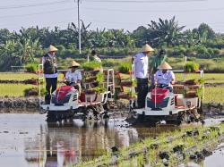 Wiwitan Tandur Pari, Pemulihan Sawah Banjir di Demak, Simbol Ketahanan Pangan