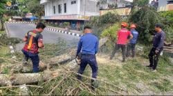 Pohon Cemara Tumbang di Kompleks Setda Temanggung, Tutup Akses Jalan Utama