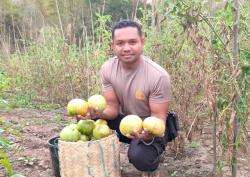Sisihkan Gajinya Untuk Warga, Polisi di NTT Tanam Tomat Jumbo Bantu Ekonomi Masyarakat Kurang Mampu