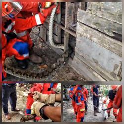 Ular Piton Sepanjang 4 Meter Mangsa Ayam Warga Palangka Raya, Dievakuasi Tim Damkar