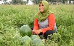 Bersama Koperasi, Petani Hortikultura Kini Punya Masa Depan Lebih Cerah