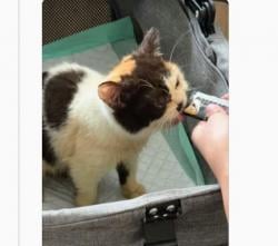 Sherina Munaf Ungkap Ternyata Ada 20 Kucing Uya Kuya yang Dijarah Massa, 1 Berhasil Selamatkan