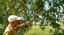 Panen Jambu Air Pranan, Mewujudkan Agrowisata Desa di Sukoharjo Melalui Festival