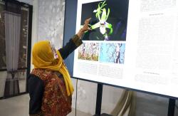 Anggrek Langka Ditemukan di Hutan Jati Bojonegoro, Hanya Mekar Setahun Sekali