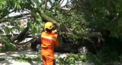 Pohon Besar Roboh di Kantor MUI Cilegon, Mobil Ringsek Tertimpa