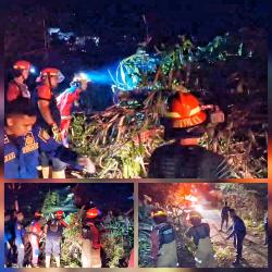 Damkar Barito Selatan Evakuasi Pohon Tumbang yang Tutup Jalan Lintas Buntok-Palangka Raya