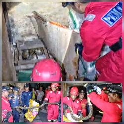 Ular Piton 3,5 Meter Bersembunyi di Gudang Gula Melawan saat Dievakuasi Tim Rescue Damkar