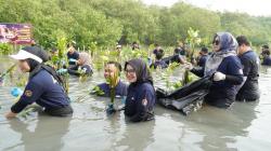 Jaga Ekosistem dan Cegah Abrasi, 2.000 Bibit Mangrove Ditanam di Pesisir Surabaya