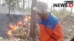 Hutan di Jombang Terbakar Karena Lahan Kering, Begini Kondisinya
