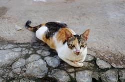 Merinding, Warga Pagaralam Ini Jagal Puluhan Kucing Kampung, Daging Dijual ke Penduduk Setempat