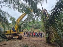 Kembalikan Fungsi Lahan, Kemenhut Bersama Satgas PKH Musnahkan 360 Hektare Sawit di TN Gunung Leuser
