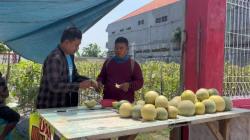 Laris Manis, Wisata Petik Melon di Tengah Kota Tuban Raup Jutaan Rupiah Perhari