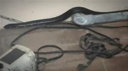 Gempar! Ular Kepala Dua Ditemukan di Teras Rumah Warga Gresik