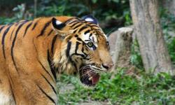 Viral! Harimau Sumatera Terkam Pengendara Motor dan Anaknya di Lampung Barat, Ini Kronologinya