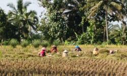 Penyaluran Beras SPHP di Cianjur Baru 3 Persen, Harga Pasar Masih Terkendali