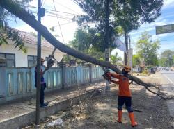 Angin Kencang, Sebuah Pohon di Areal Taman Makam Pahlawan Bondowoso Tumbang
