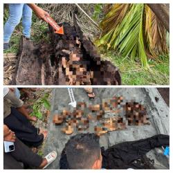 Penemuan Kerangka Manusia dalam Batang Pohon Aren Gegerkan Warga Sergai