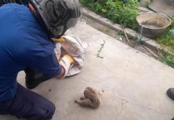 Damkar Kuningan Evakuasi Satwa Kukang dari Pabrik Roti di Cipari