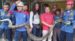 Ular Piton 4,5 Meter Gegerkan Warga Karawang Kulon, Evakuasi Damkar Berlangsung Dramatis