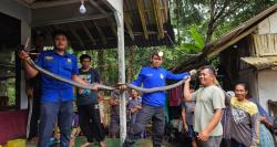 Hebooh! King Kobra 4 Meter & 2 Meter Bikin Geger Pangandaran, Damkar Turun Tangan