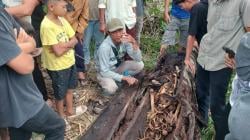 Geger! Warga Temukan Kerangka Manusia di Pohon Aren di Sergai