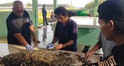 Ekspor Udang Indonesia Ditolak AS, Petambak Lebak dan Pandeglang Terancam Bangkrut