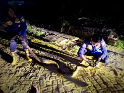 Heboh! Ular Piton 3 Meter Gegerkan Warga Sumengko