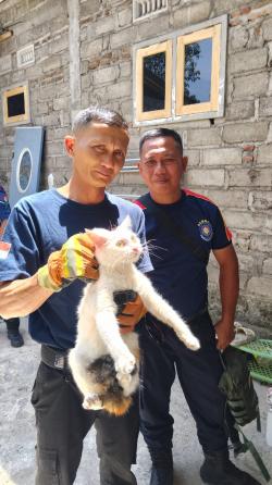 Drama Penyelamatan,  Petugas Damkar Evakuasi Kucing Terjebak di Tembok Bangunan Sempit