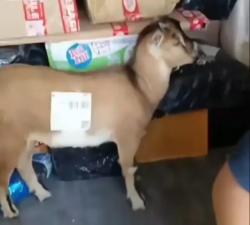 Beli Kambing Via Online Shop, Warga Kopo Serang Jadi Sorotan